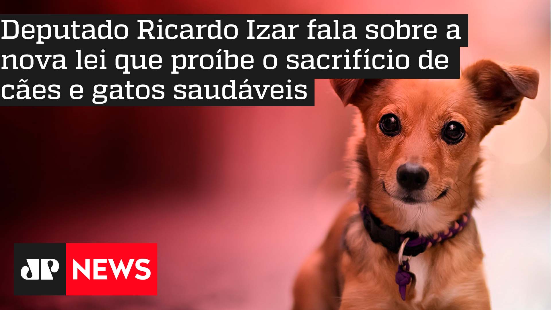 Deputado Ricardo Izar Fala Sobre A Nova Lei Que Pro Be O Sacrif Cio De